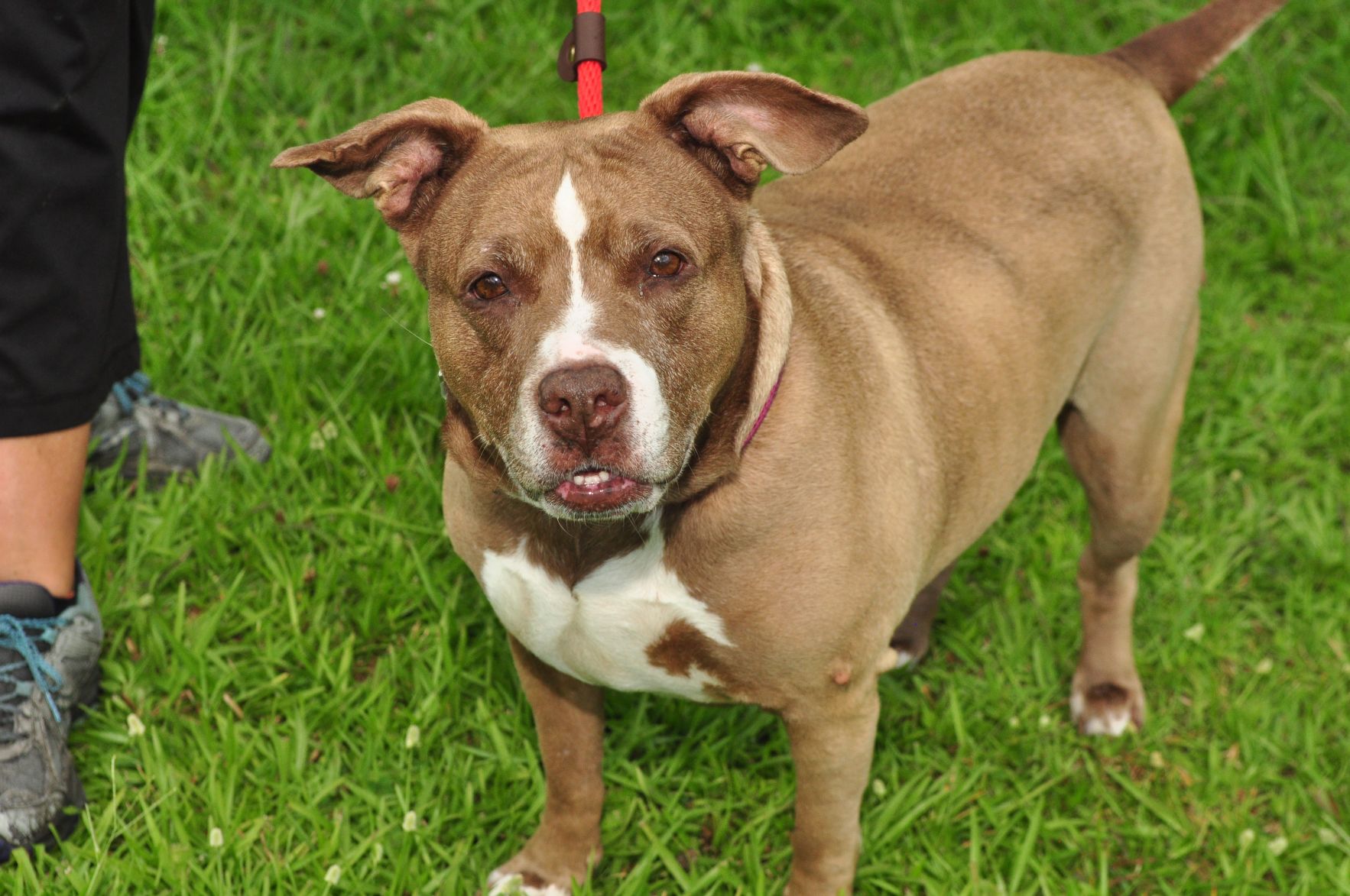 Adopt-a-pets: July 12